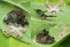 Ricania speculum